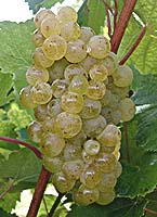 saint_come_fr_g08_05